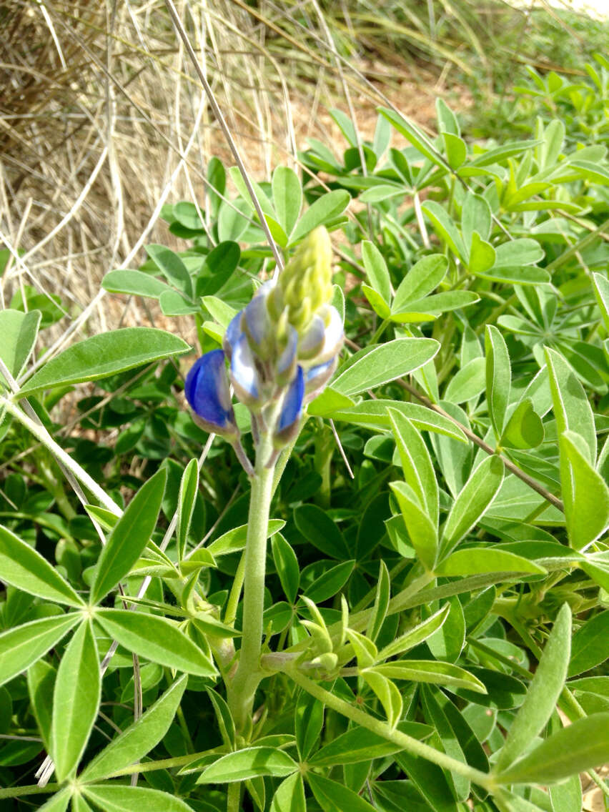 Image of Texas lupine