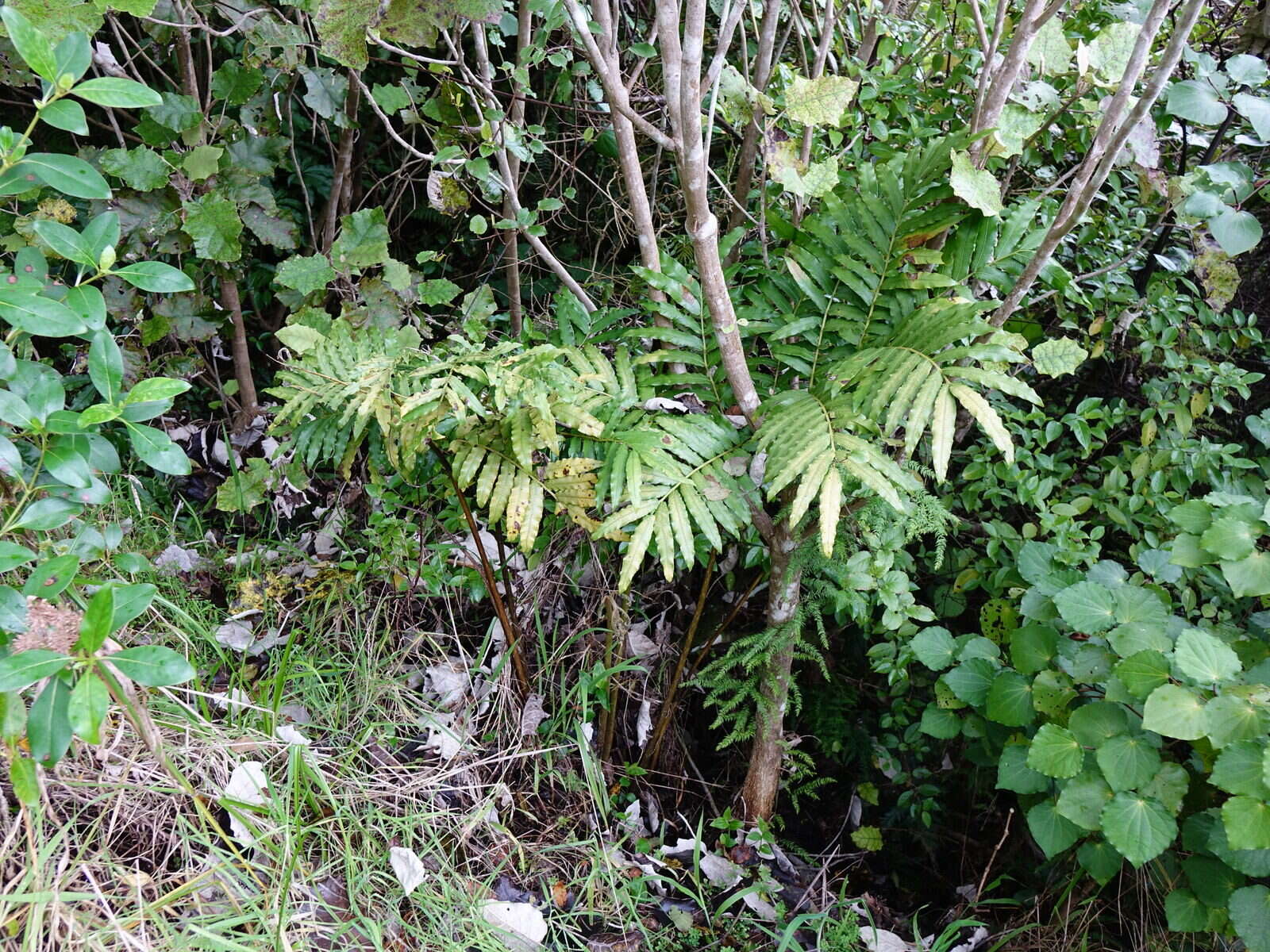 Image of Ptisana salicina (Sm.) Murdock