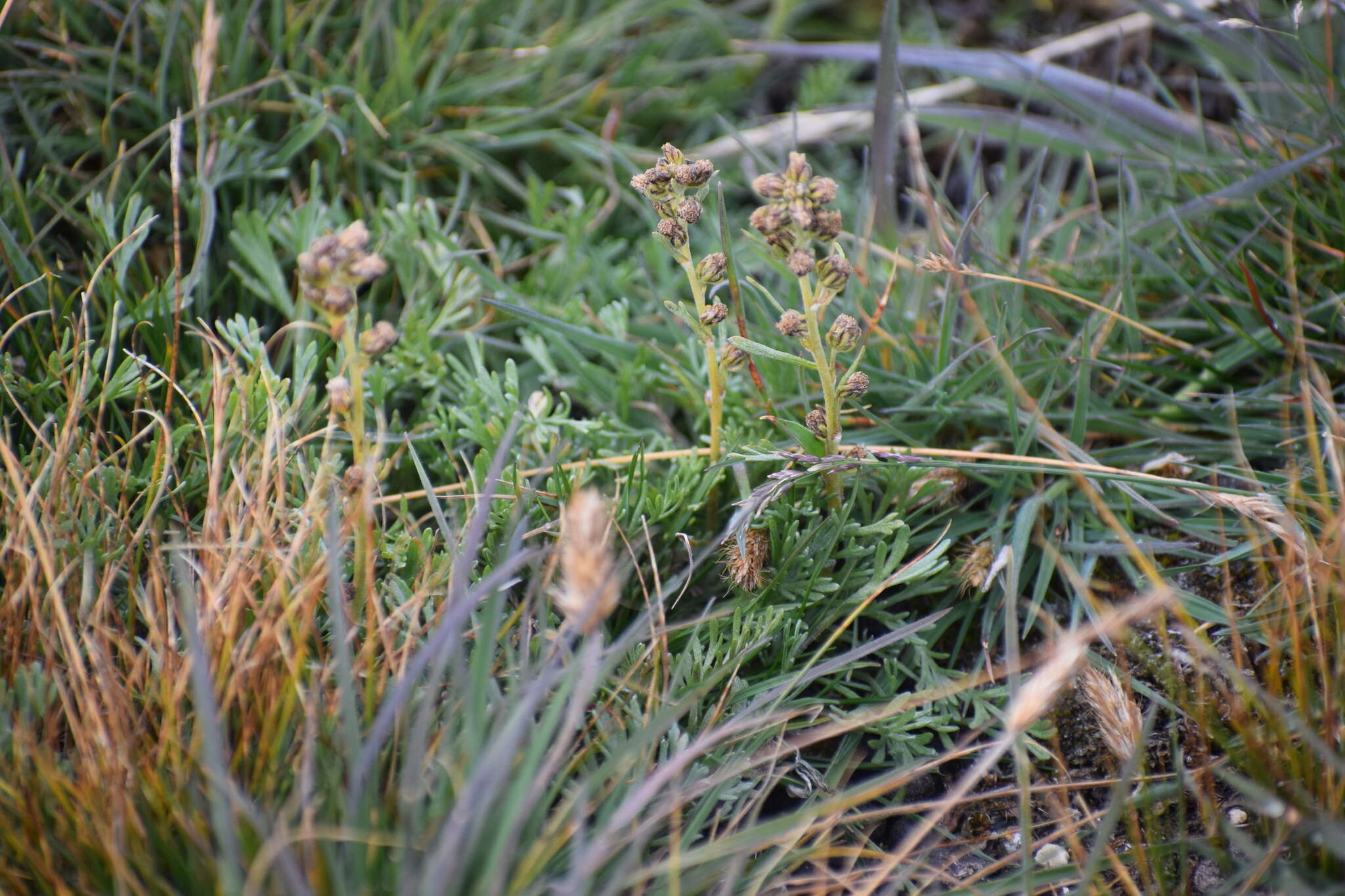 Image of forked wormwood