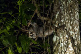 Image of Ashy Slow Loris