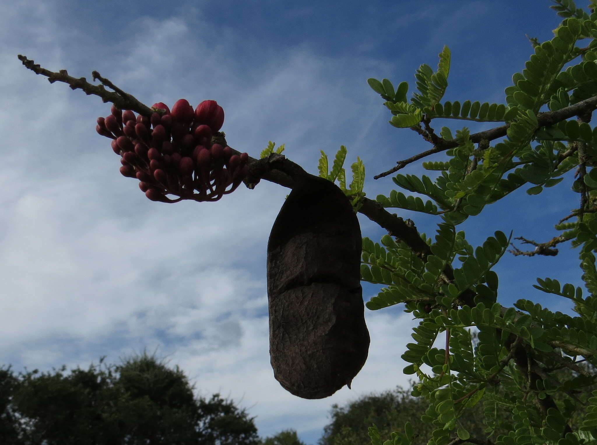 Image of Hottentot's Bean