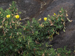 Image of <i>Ononis angustissima</i> subsp. <i>longifolia</i>