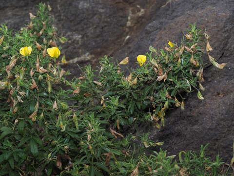 Ononis natrix subsp. angustissima (Lam.) Sirj.的圖片