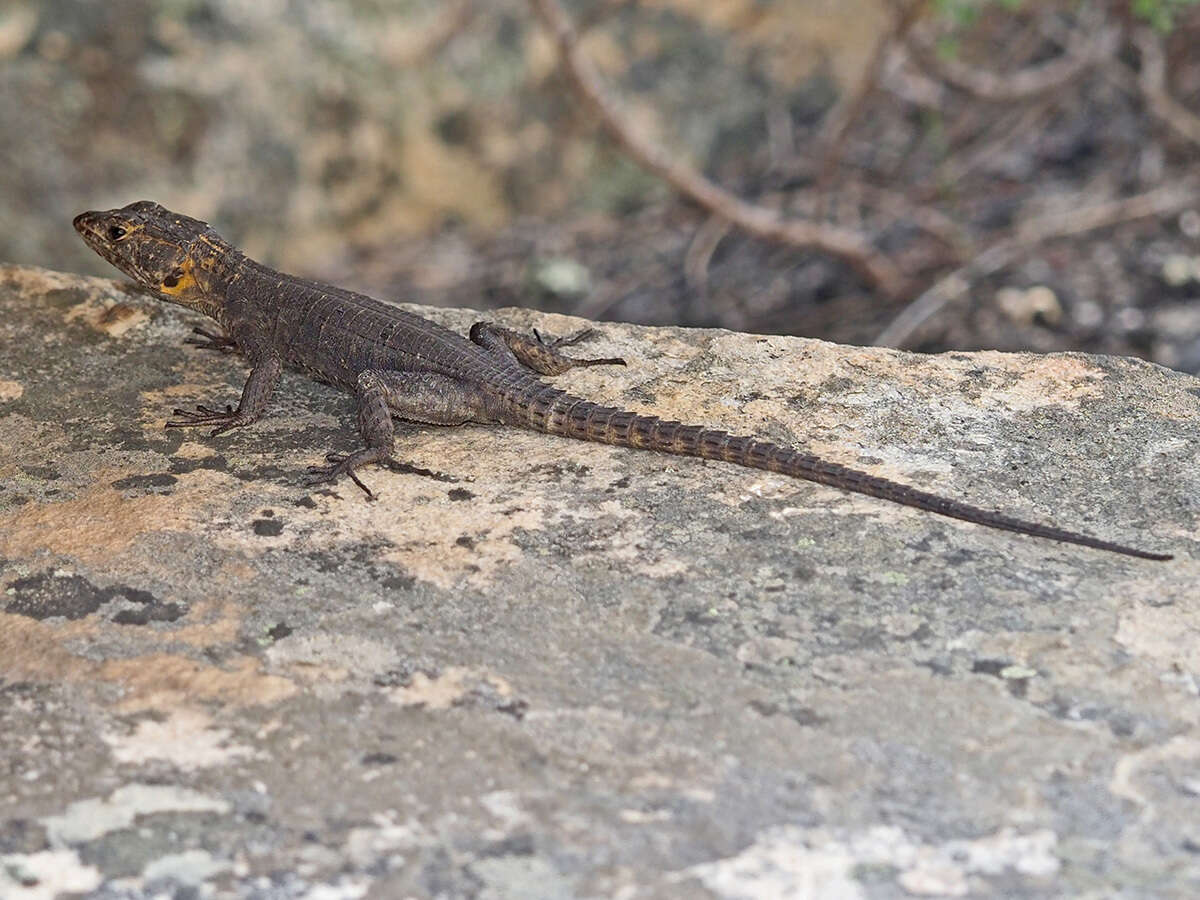 Image of False girdled lizards