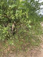 Image of Anisocapparis speciosa (Griseb.) Cornejo & Iltis