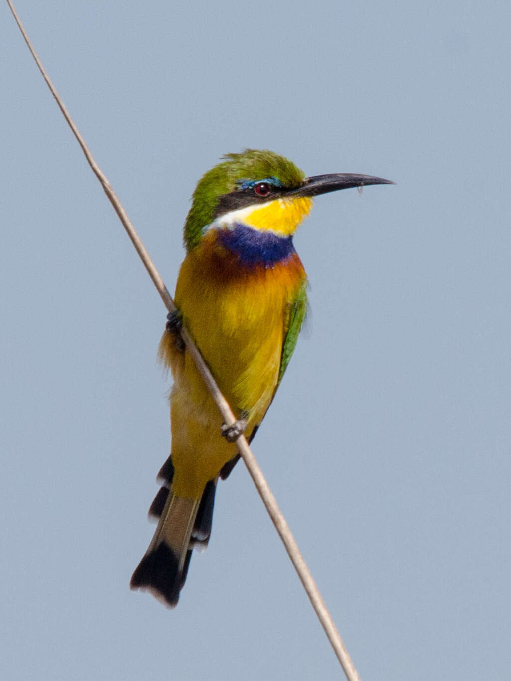 Image of Blue-breasted Bee-eater