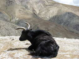 Image of yak