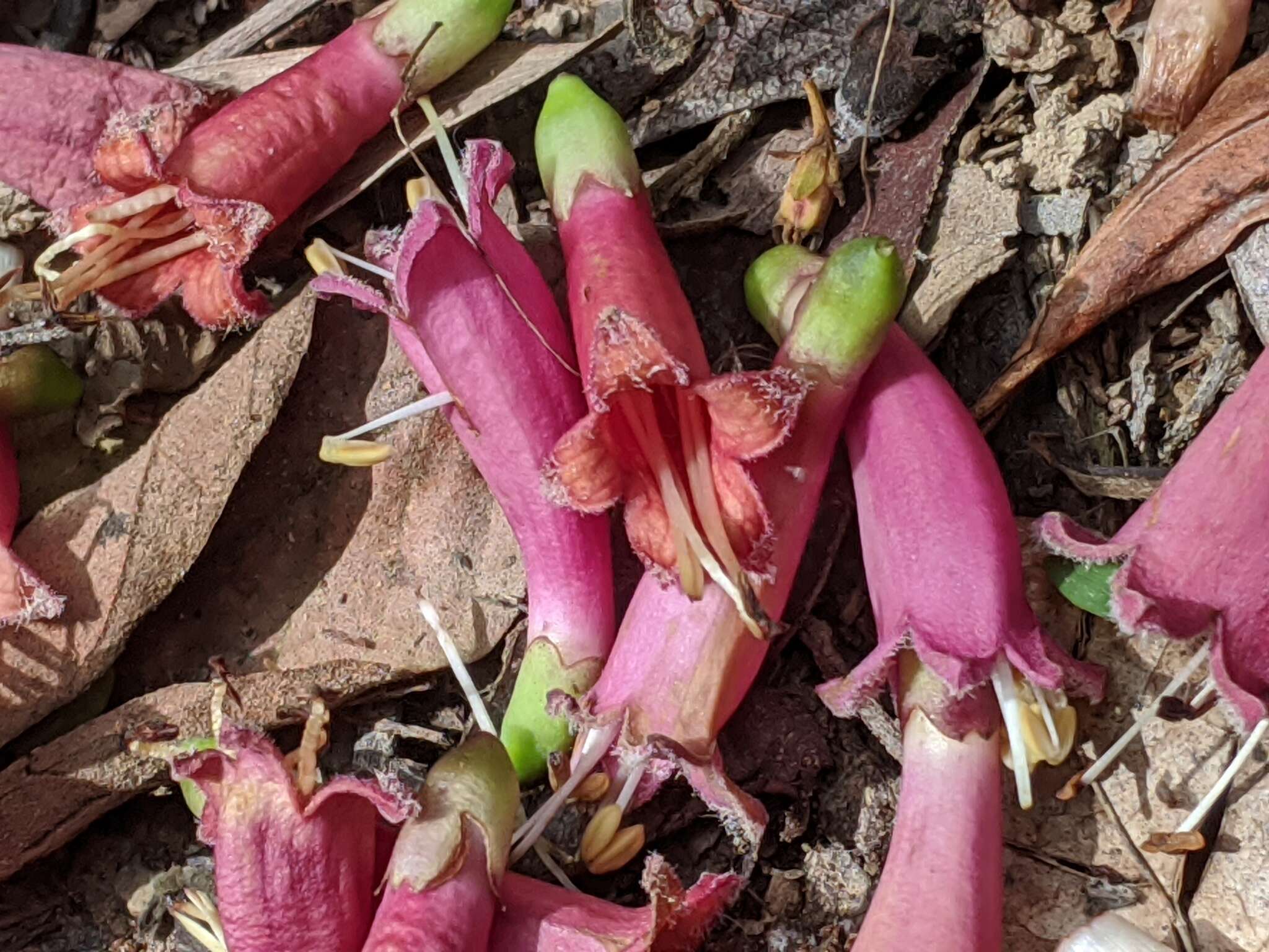 Image of Neosepicaea jucunda (F. Muell.) Steenis