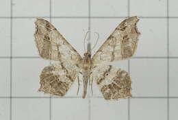 Image of Semiothisa emersaria Walker 1861