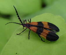 Image of Banded Net-winged Beetle