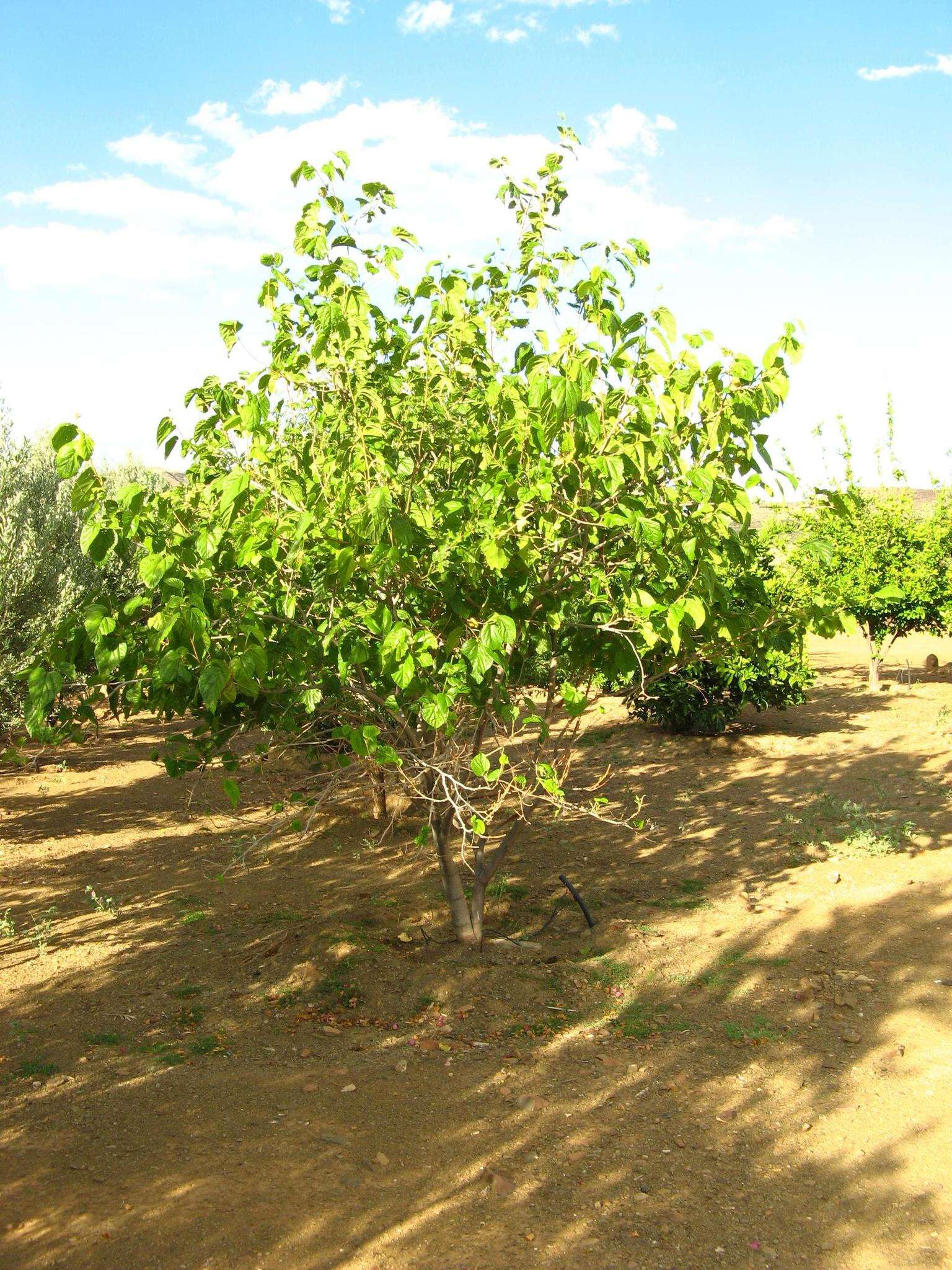 Image of black mulberry