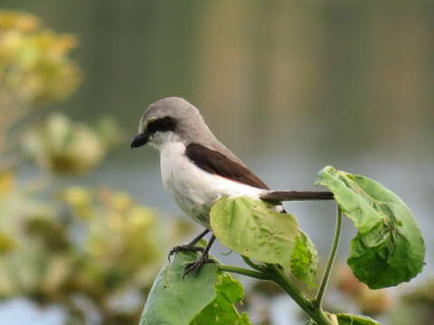 Image of Mackinnon's Shrike