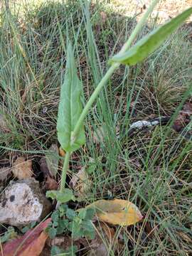 Image of Rumex tuberosus L.