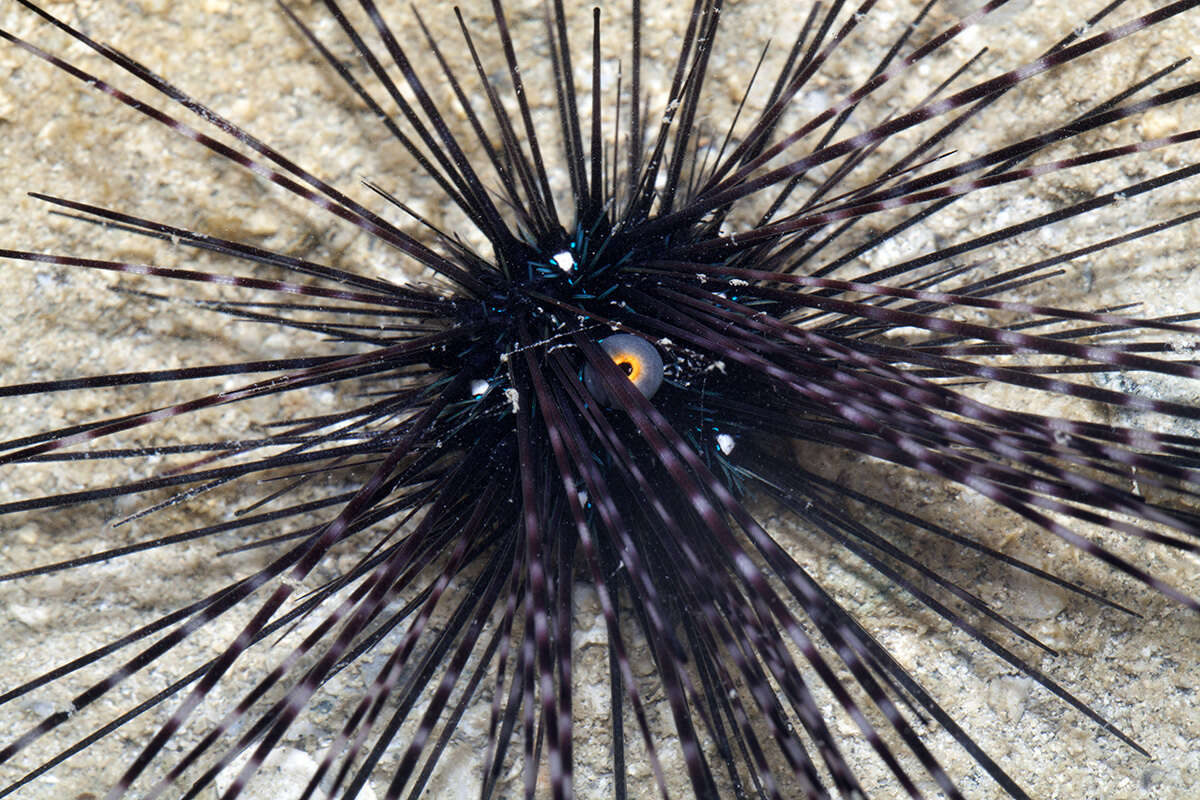 Image of Long-spined sea urchin