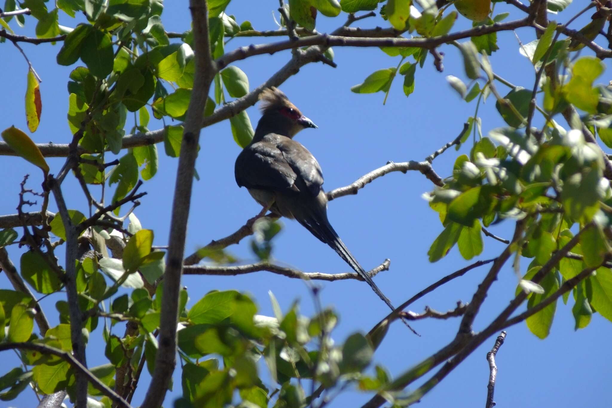 Urocolius indicus indicus (Latham 1790) resmi