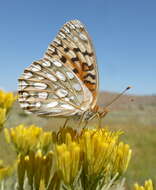 صورة Speyeria callippe semivirida McDunnough 1924