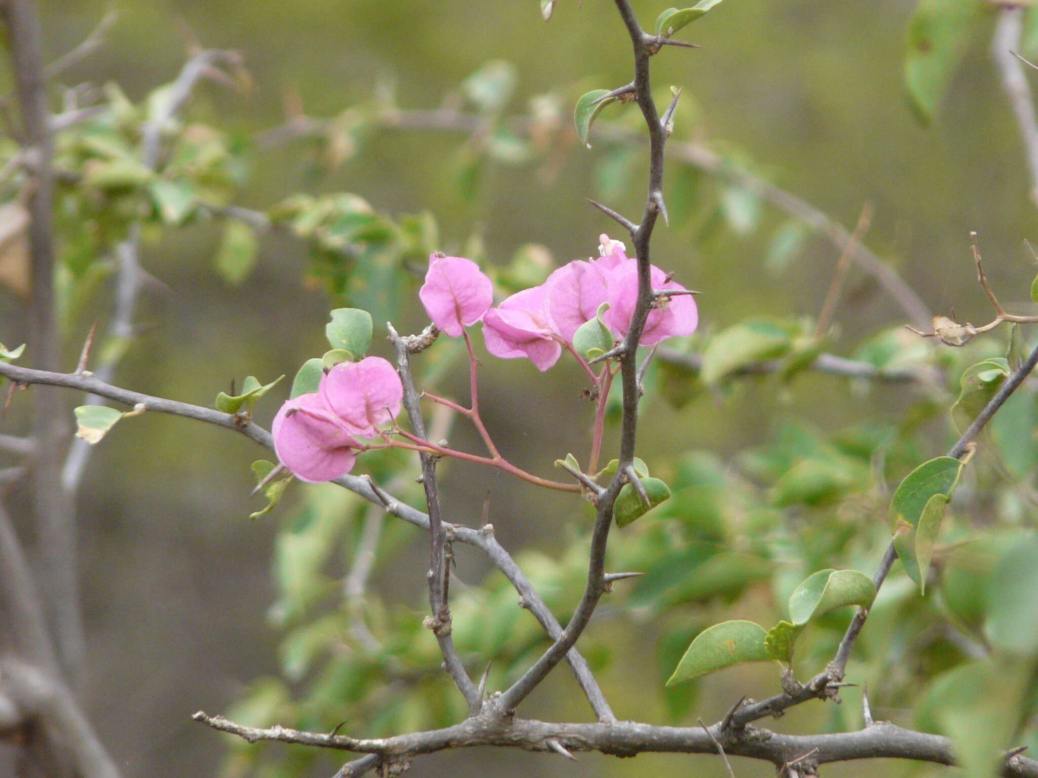 Bougainvillea peruviana Humb. & Bonpl. resmi