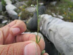 Image of Florestina simplicifolia B. L. Turner