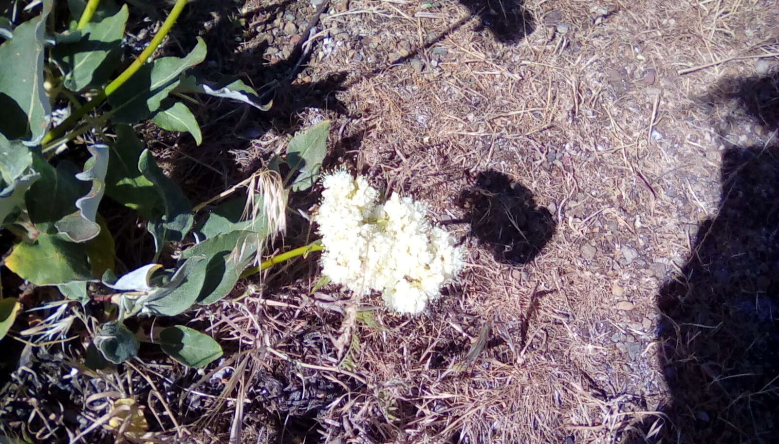 Image of arrowleaf buckwheat