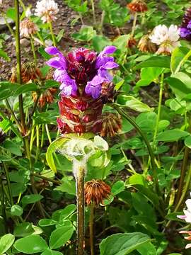 Prunella vulgaris subsp. asiatica (Nakai) H. Hara resmi