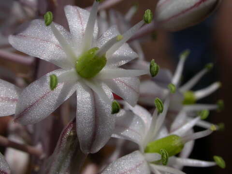 Image of Drimia hesperia (Webb & Berthel.) J. C. Manning & Goldblatt