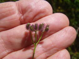 Image of spreading hedgeparsley