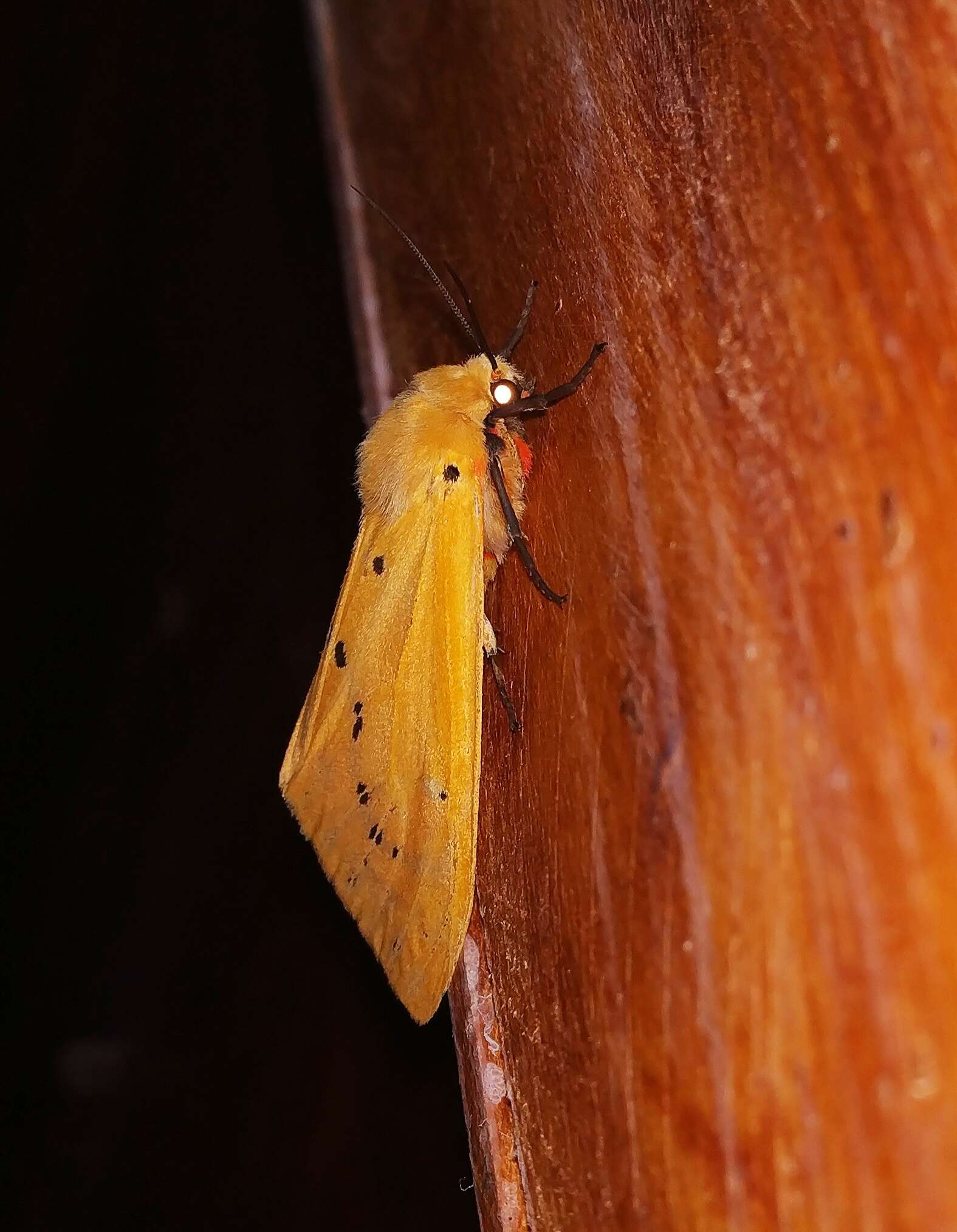 Image of Spilosoma obliqua Walker 1855