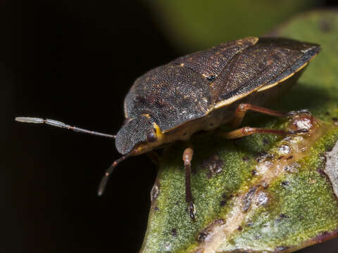 Image of Tholosanus Distant 1899