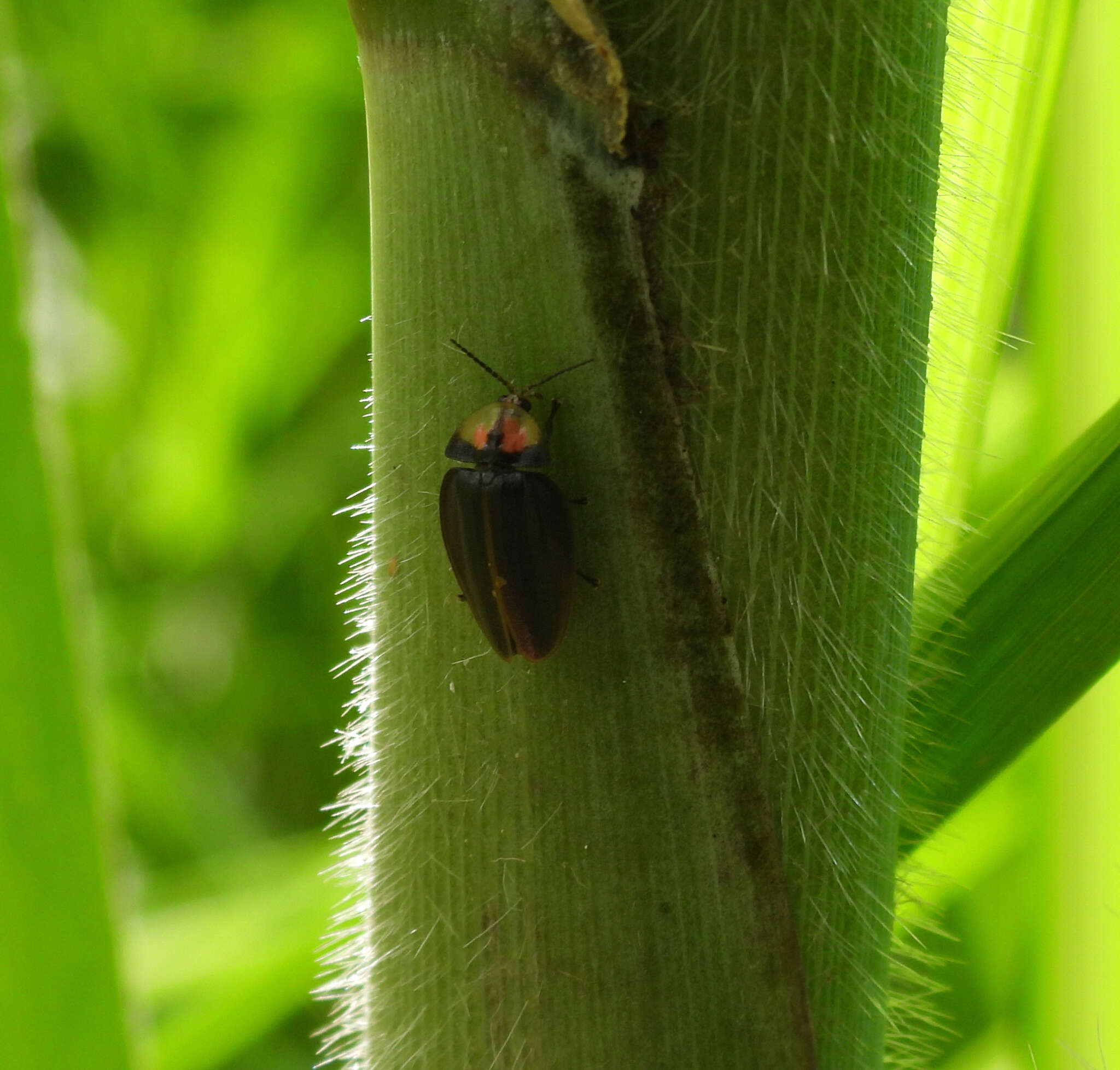 Imagem de Aspisoma pulchellum (Gorham 1880)