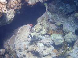 Image of Masked Puffer