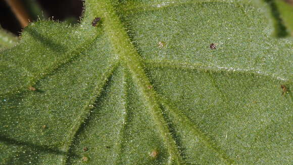 Слика од Physalis hederifolia var. palmeri (A. Gray) C. L. Hitchcock