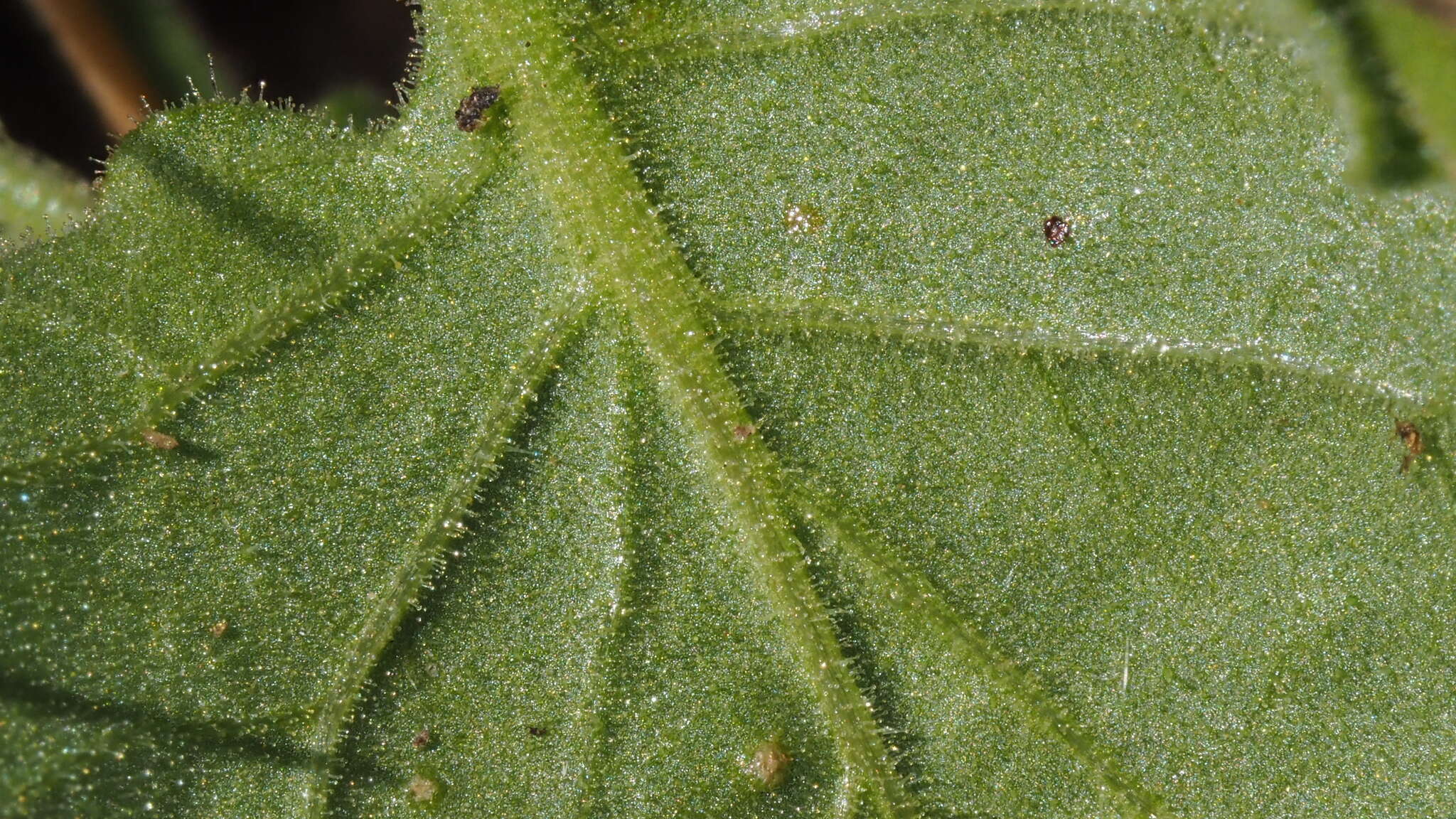 Image of Palmer's groundcherry