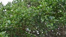 Image of Bush Maerua