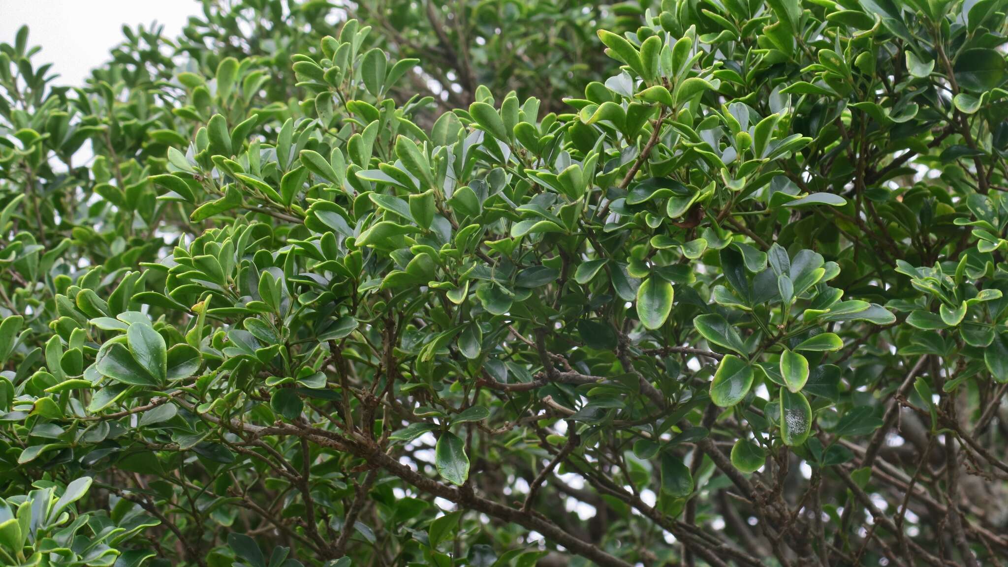 Image of Bush Maerua