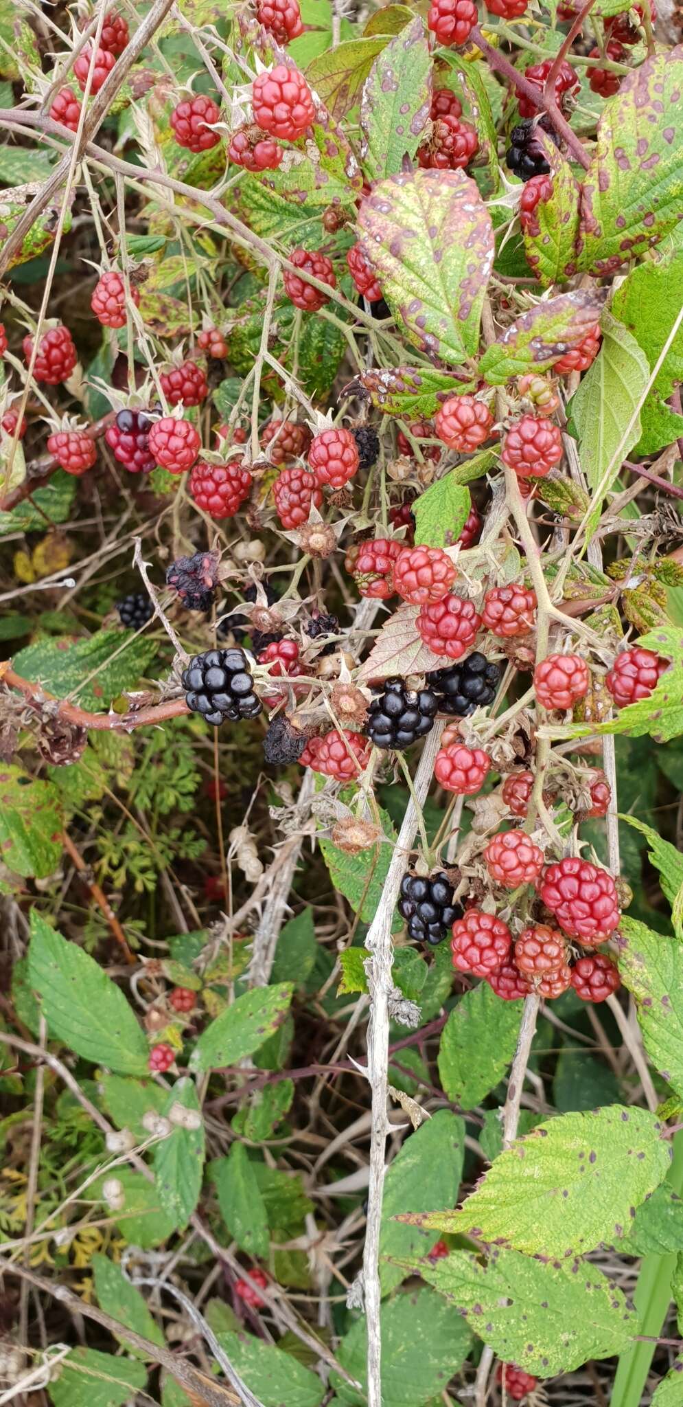 Слика од Rubus cochinchinensis Tratt.