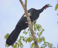 Image of Red-throated Piping Guan