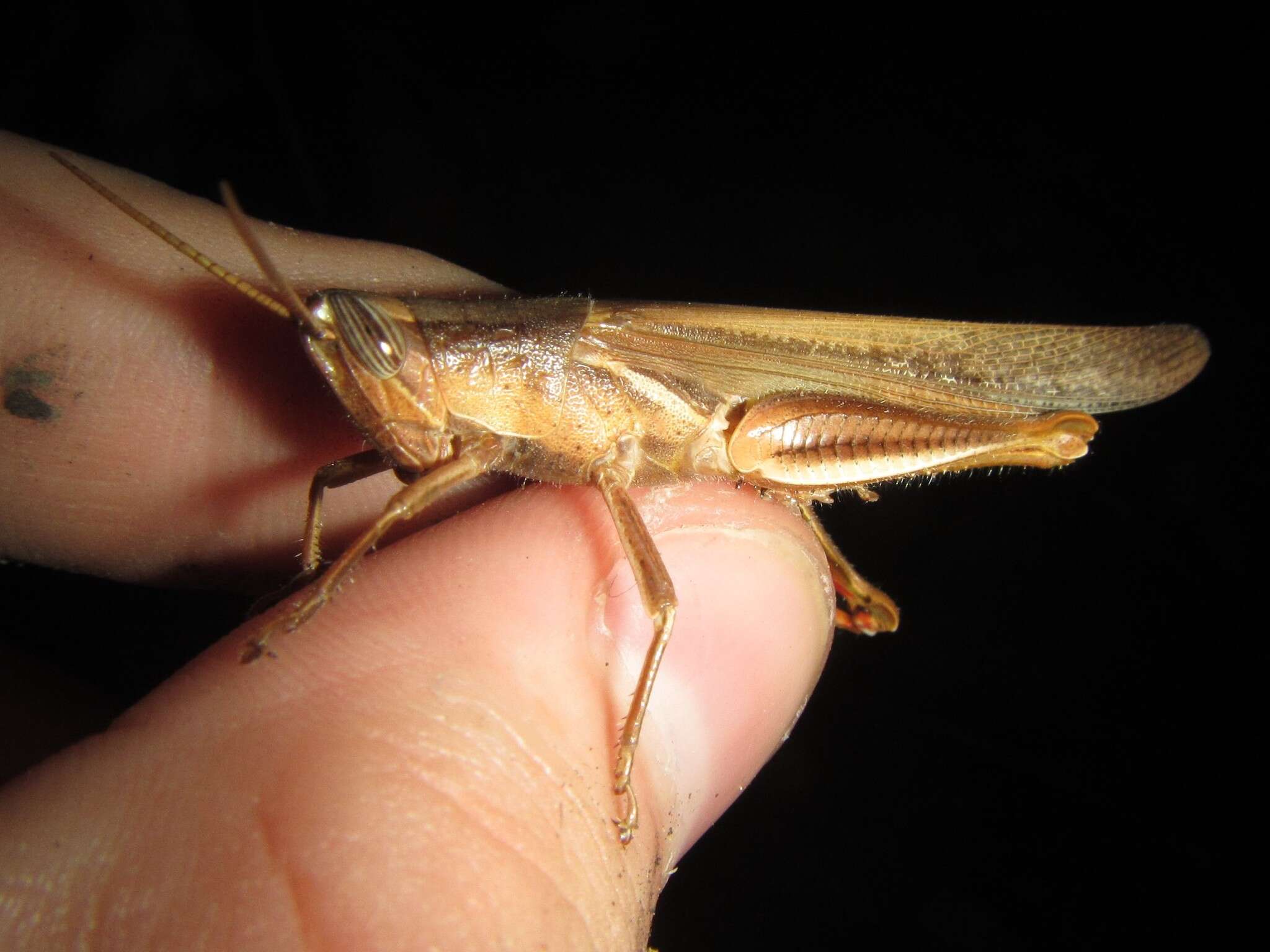 Image of Stenocatantops vitripennis (Sjöstedt 1920)