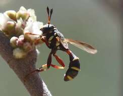 Imagem de Polybiomyia townsendi