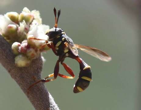 Image de Polybiomyia townsendi