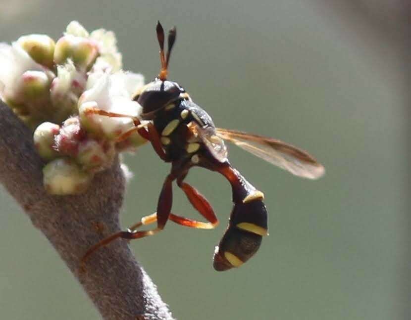 Image of Polybiomyia townsendi