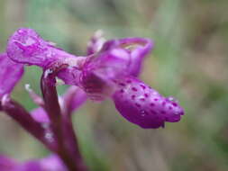 Image of Anacamptis morio subsp. picta (Loisel.) Jacquet & Scappat.