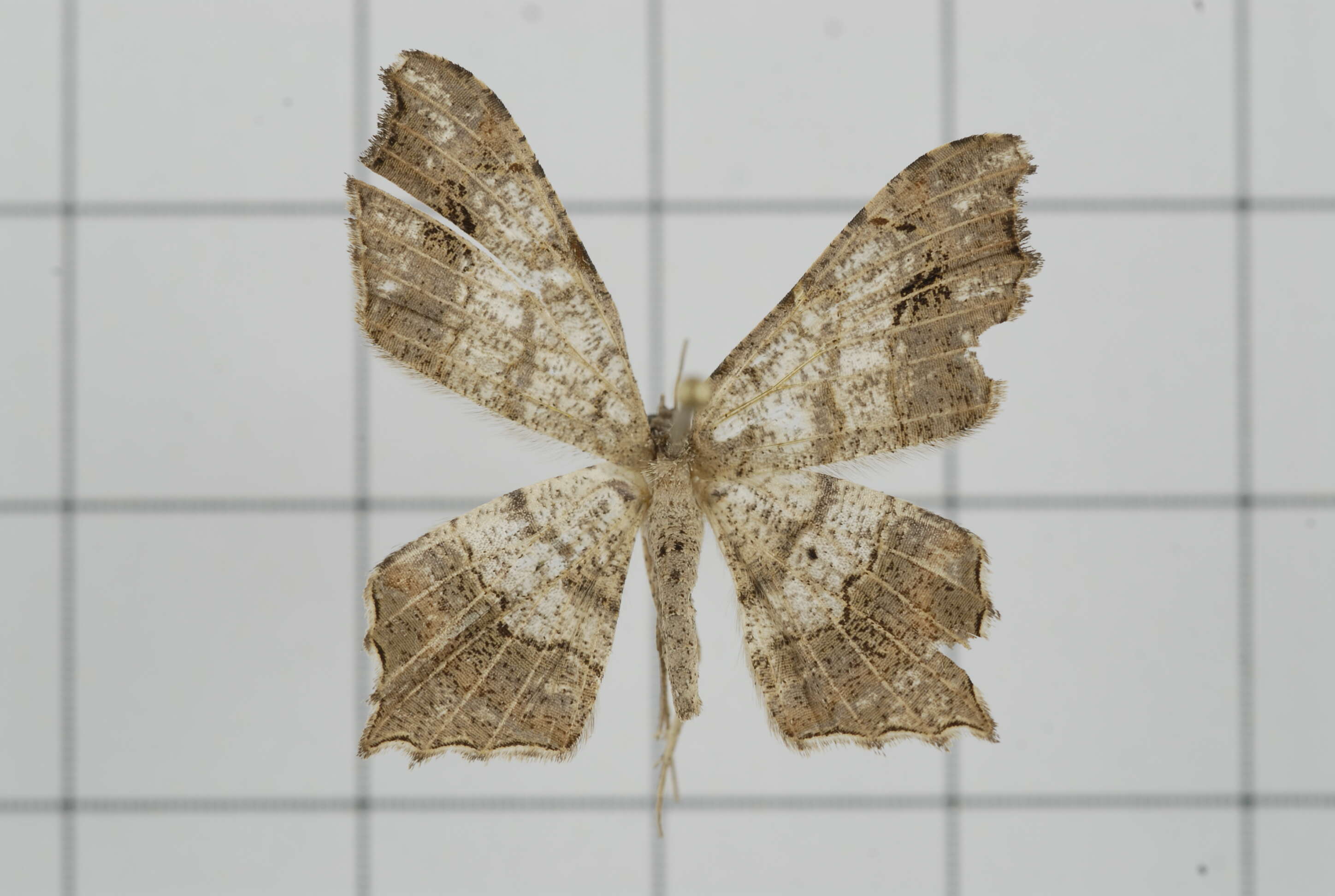 Image of Semiothisa emersaria Walker 1861