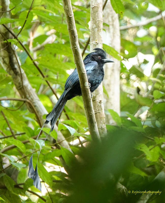 Image of Greater Racket-tailed Drongo