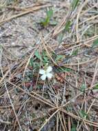 Plancia ëd Arabidopsis lyrata (L.) O'Kane & Al-Shehbaz