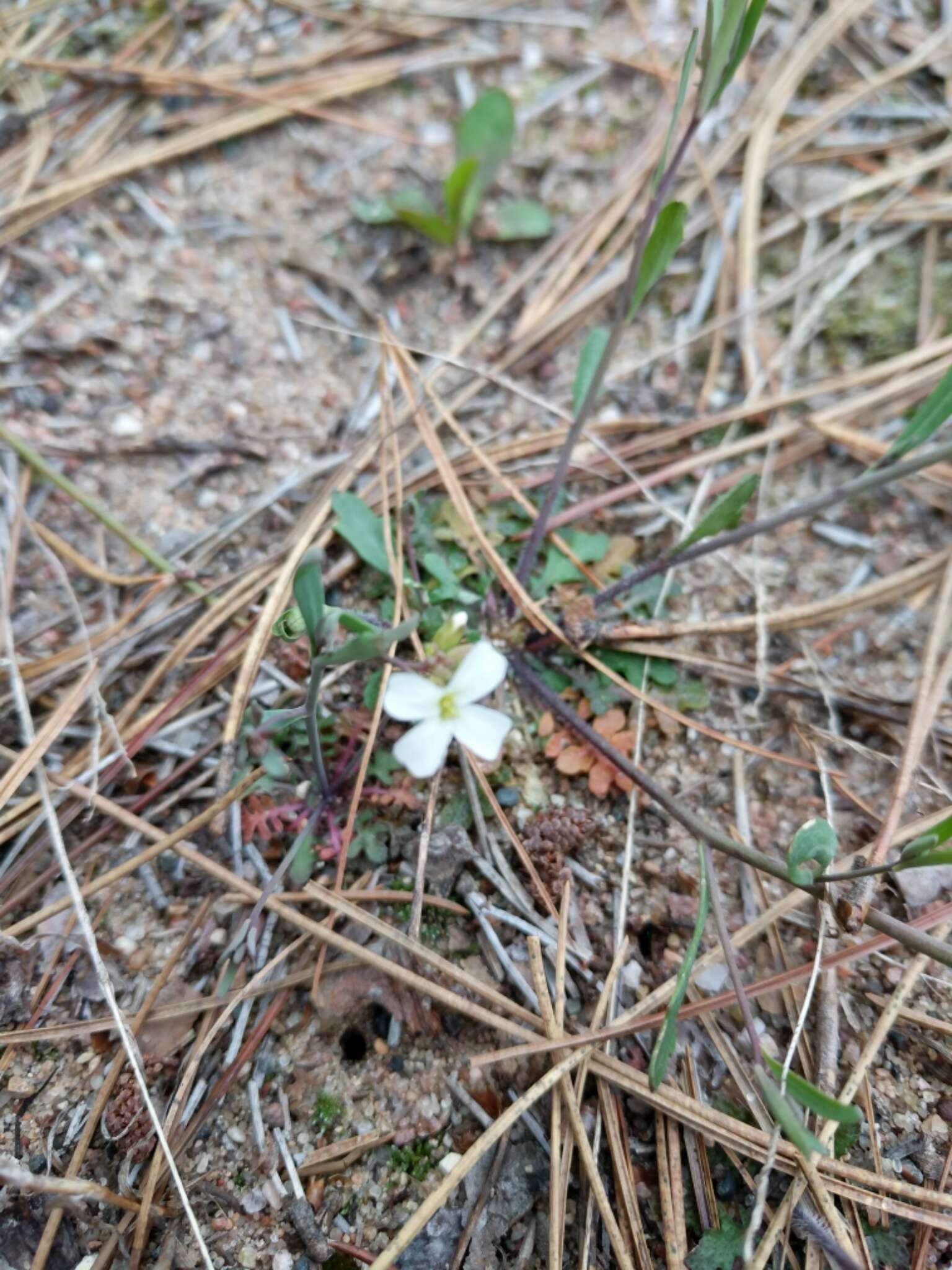 Plancia ëd Arabidopsis lyrata (L.) O'Kane & Al-Shehbaz