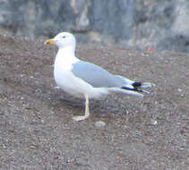 Image of Caspian Gull