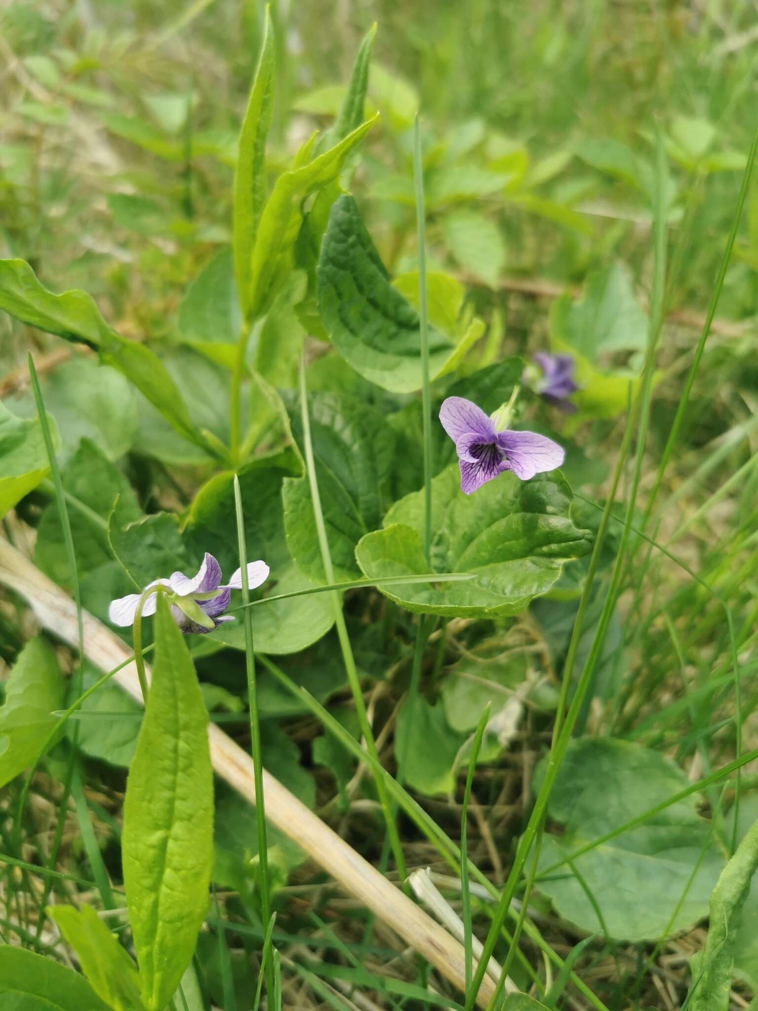 Слика од Viola langsdorfii subsp. sachalinensis W. Becker