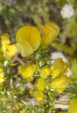 Слика од Aspalathus aciphylla Harv.