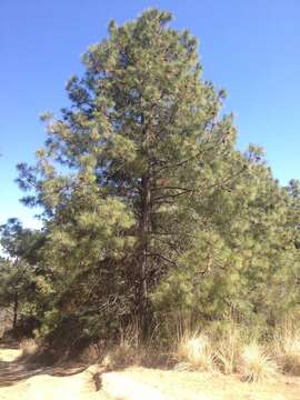 Image of Pinus pseudostrobus var. apulcensis (Lindl.) Shaw