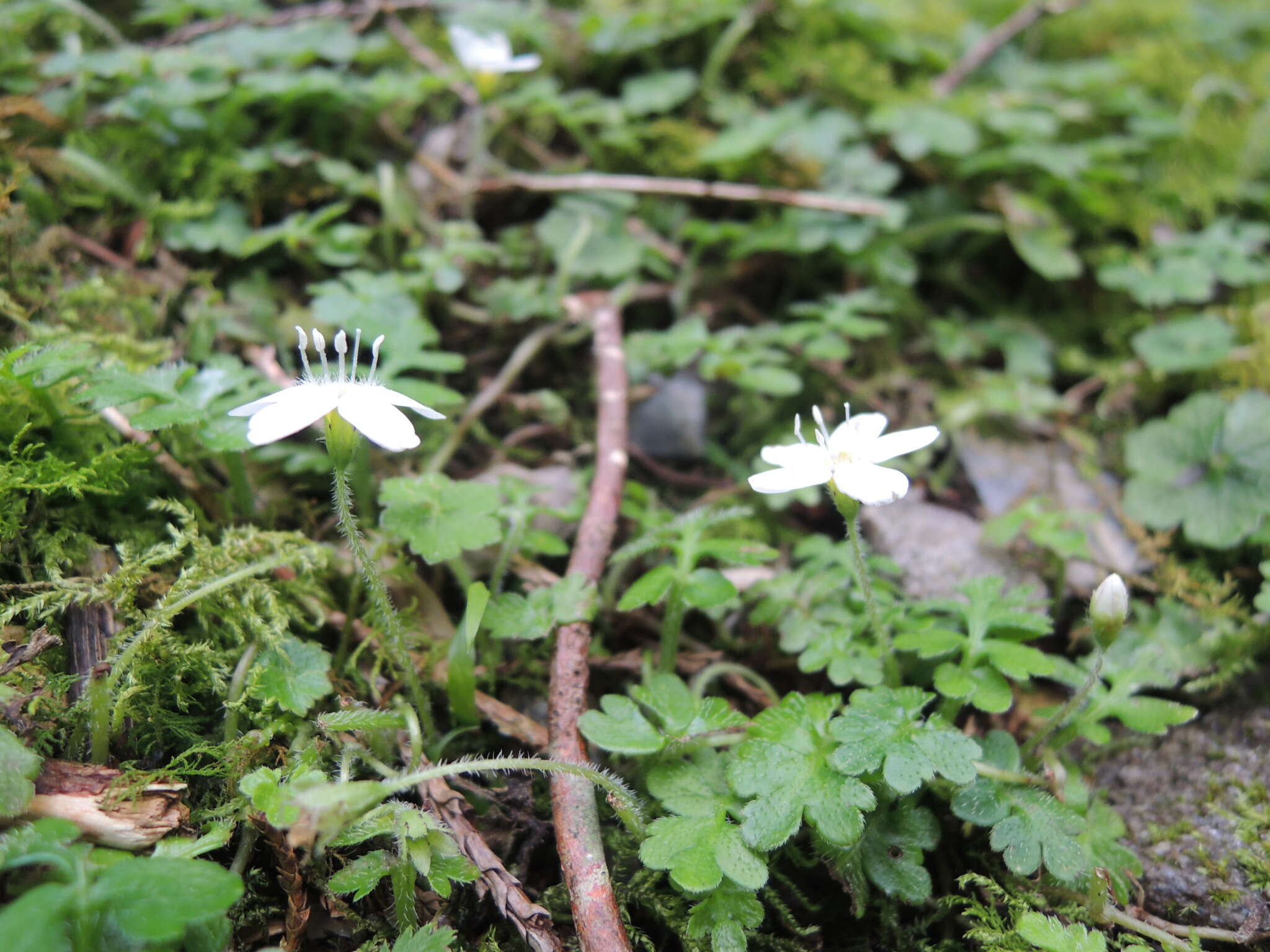 Ellisiophyllum pinnatum (Wall. ex Benth.) Makino resmi